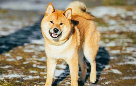 柴犬和柯基哪個更好養