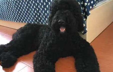 巨貴怎么訓練大小便