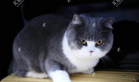 推薦飼養(yǎng)英短的原因及注意事項