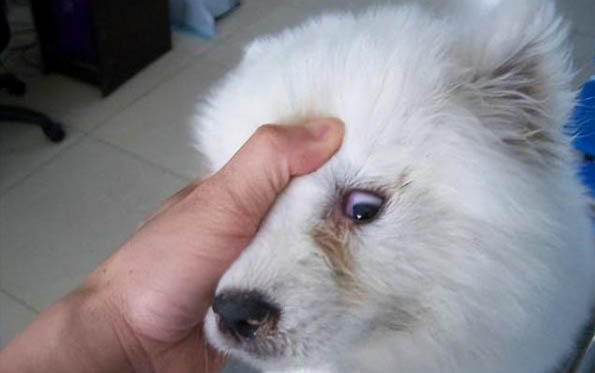 狗狗好聽的獨特名字有哪些?