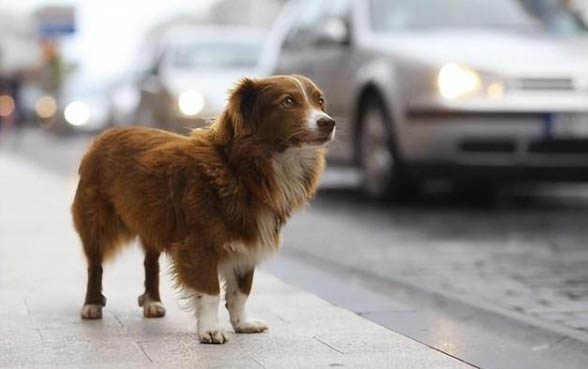 狗狗拉血能自愈嗎？