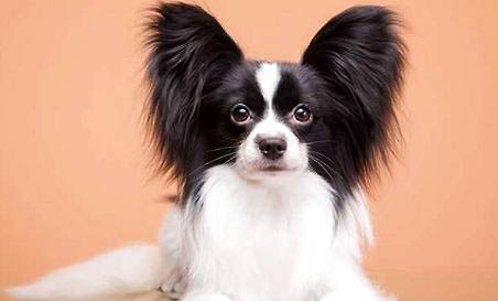 蝴蝶犬好養嗎