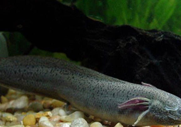 龍魚一般幾天喂一次