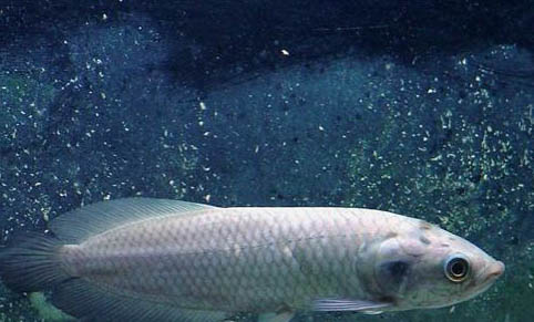 14度釣魚深水還是淺水