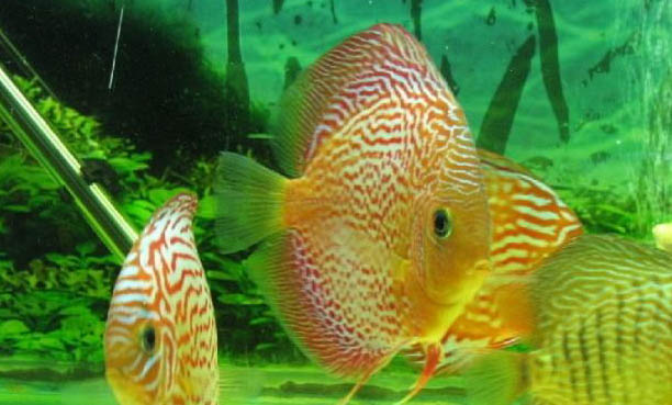 魚缸缺氧小妙招?