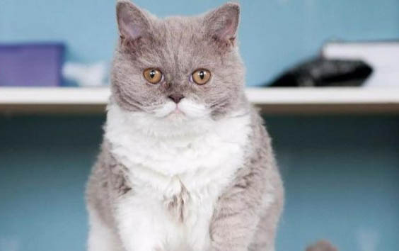 寵物店貓咪多少錢一只