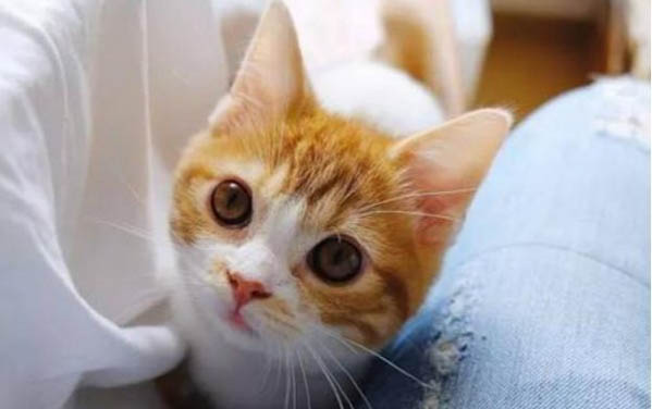 小貓可以吃貓草嗎
