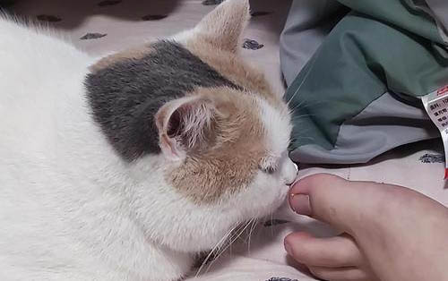 貓咪吃雞胸肉有哪些好處