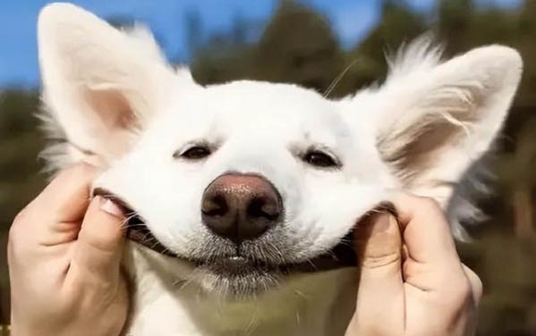 狗狗內分泌失調什么癥狀