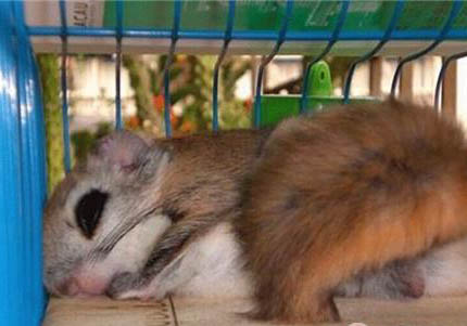 鼯鼠屬于幾級保護動物