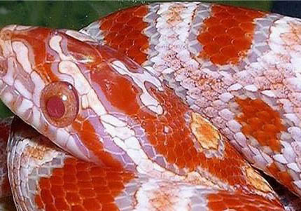 玉米能釣草魚嗎