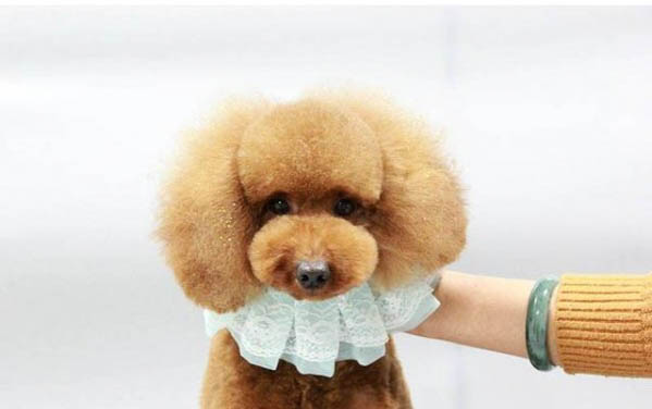 狗狗可以吃生胡蘿卜嗎