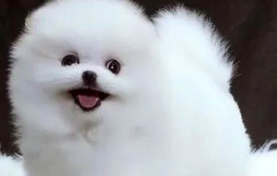 博美犬好不好養