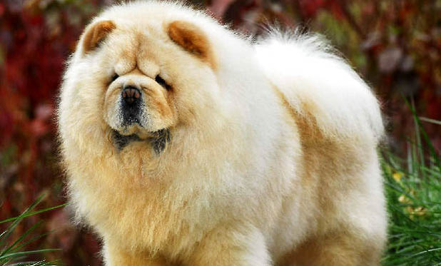 松獅狗吃什么最好