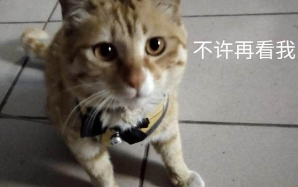 貓咪腎衰竭拉不出尿能治好么