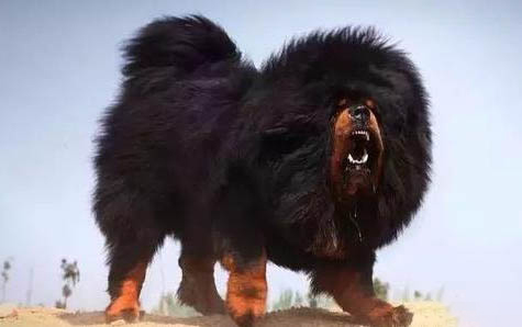 柴犬幼犬能長多大