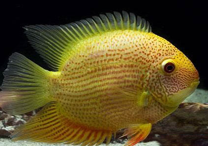 九間菠蘿魚多大能繁殖?