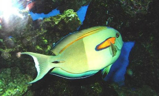 國產寵物魚油哪個牌子好