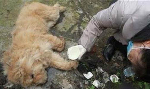 狗狗吐白色粘稠液體