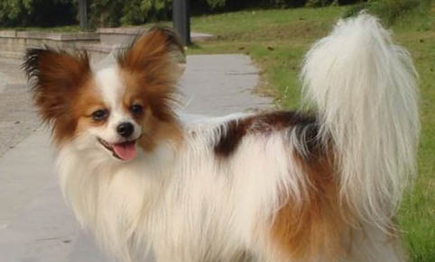蝴蝶犬如何訓練