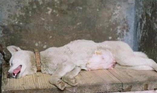 狗狗吃老鼠藥中毒的癥狀