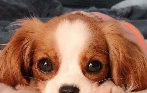 阿富汗獵犬脾臟大的原因