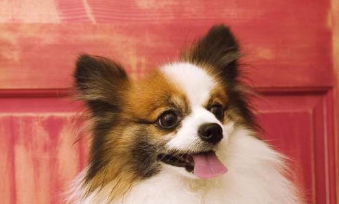 蝴蝶犬吐白色粘稠液體的原因及處理方法