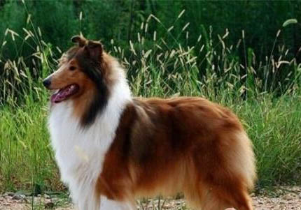 比利牛斯牧羊犬拉尿怎么教