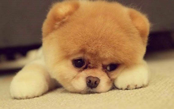 小狗有點咳嗽吃什么藥管用