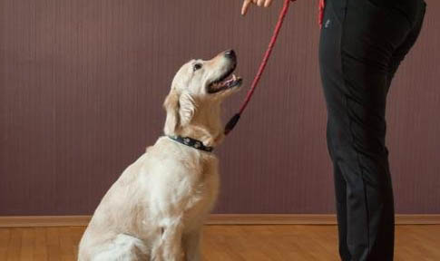 寵物犬智商排名