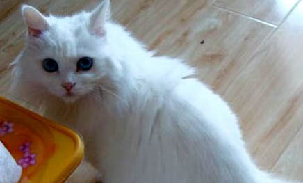 安哥拉貓和獅子貓區別