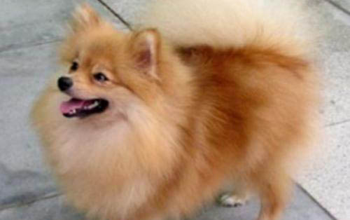 狗狗頭摔了有哪些癥狀