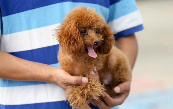 貴賓犬只吃狗糧可以嗎