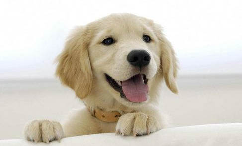 自制狗窩的方法是什么