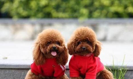 如何給貴賓犬做狗糧視頻