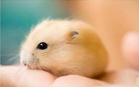 貓咪可以吃草莓嗎