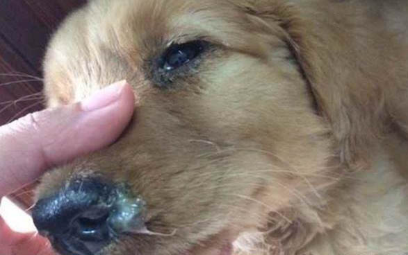 狗狗細小病毒多長時間能吃