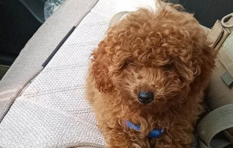 泰迪犬“站立”訓練方法