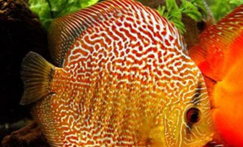 觀賞魚打印病的治療方法