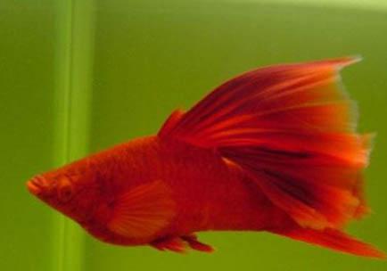 米奇魚幼苗多久一次