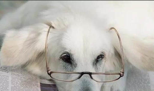 狗狗狗糧哪個牌子好