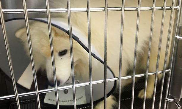 為什么薩摩耶犬喜歡追著尾巴咬