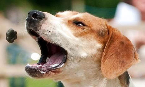 英國獵狐犬的毛色有幾種