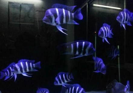 北方庭院養魚如何過冬