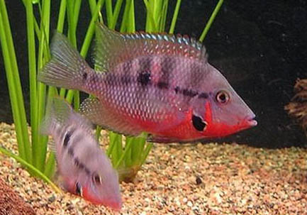 神仙魚魚鰭根部充血
