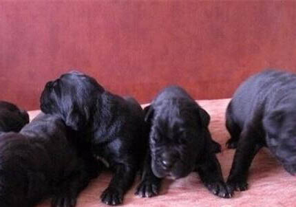 氣質絲毫不輸藏獒的卡斯羅犬多少錢一只？