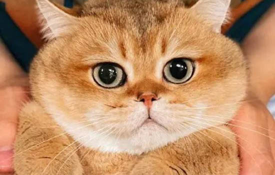 一只藍(lán)金漸層藍(lán)金大概多少錢