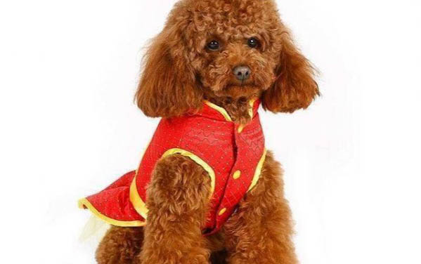 為什么狗狗欺負貓狗會咬人