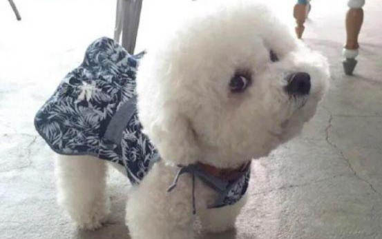 比熊不和它玩會怎么樣呢