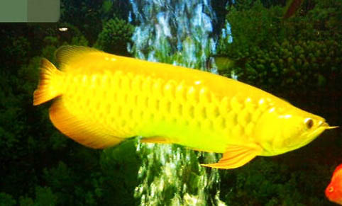 六角恐龍魚幾天喂一次